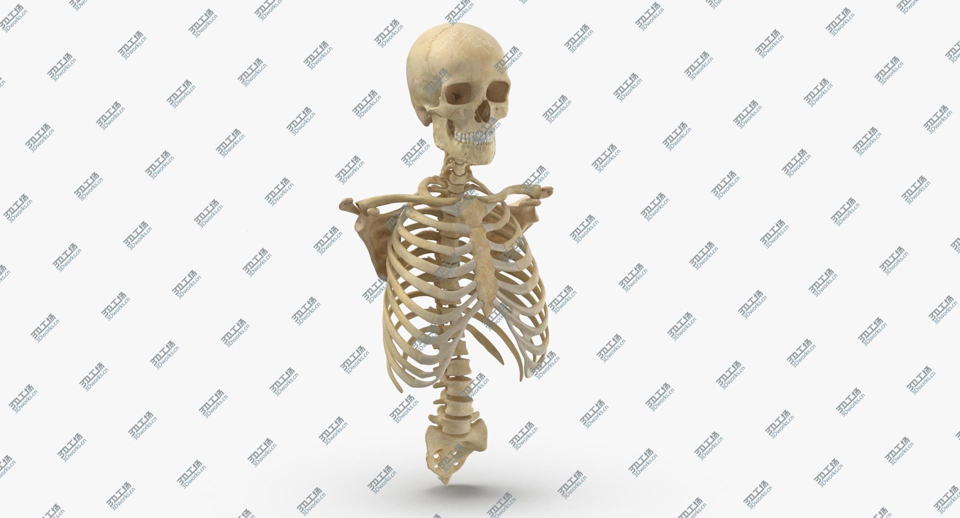 images/goods_img/202104021/3D Real Human Rib Cage Spine Male Skull Calvicle and Scapula Bones Anatomy 01 model/1.jpg